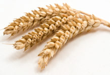 Les multiples méfaits du gluten