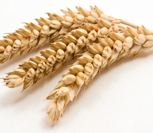 Les multiples méfaits du gluten