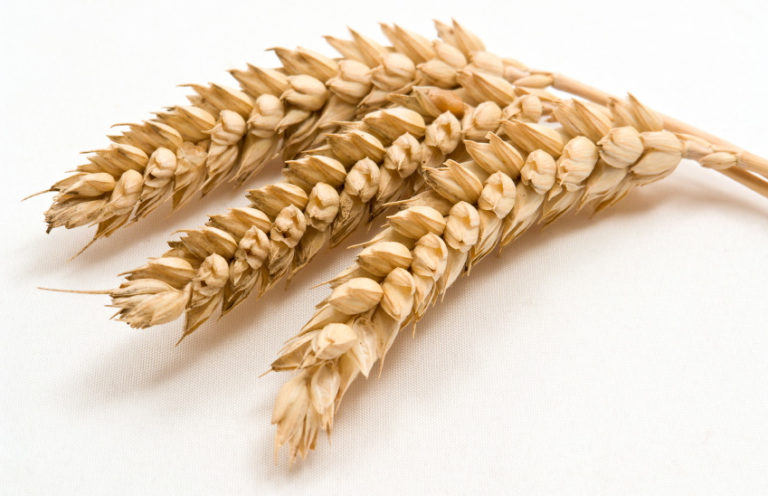 Les multiples méfaits du gluten