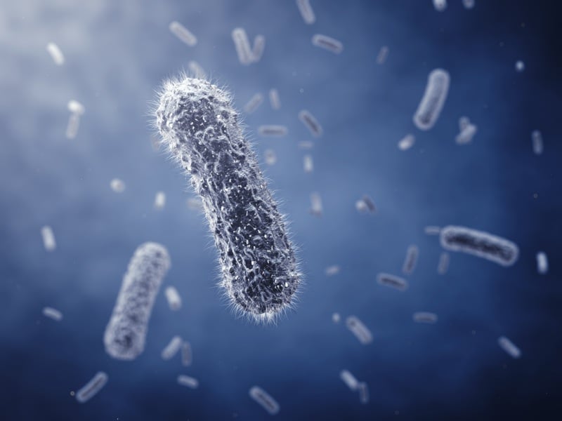 Nourrir nos bonnes bactéries: action essentielle des prébiotiques