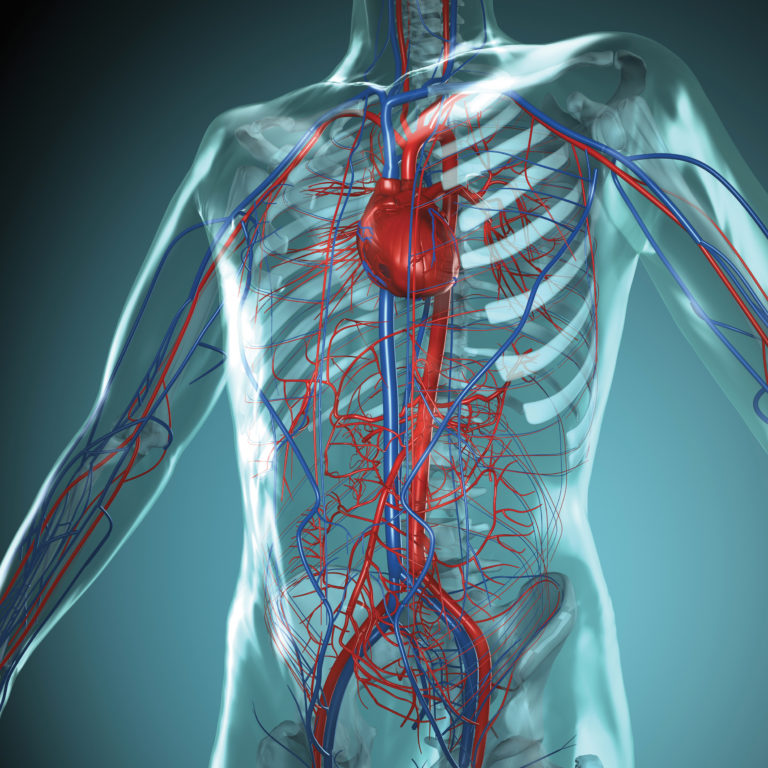 Maladies cardiovasculaires