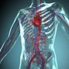 problemes_cardiovasculaire