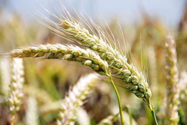 Germe de blé fermenté, miracle santé à travers les âges!