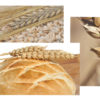 gluten
