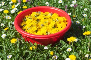 Dandelion Flower collected on a Meadow