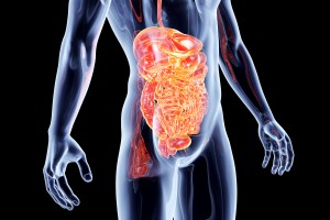 Internal Organs - Intestines.