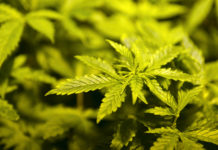 Le chanvre ce n’est pas que pour fumer !