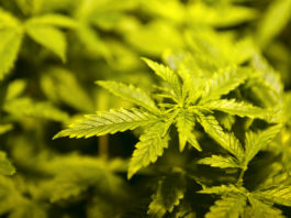 Le chanvre ce n’est pas que pour fumer !