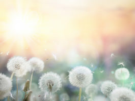 Le pollen des fleurs, une protection puissante pour la santé de la prostate (partie 1/2)