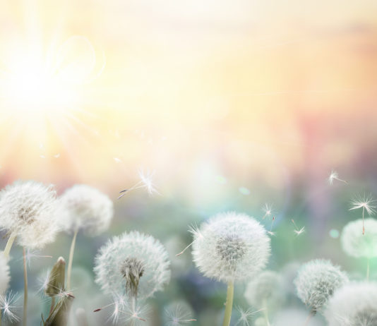 Le pollen des fleurs, une protection puissante pour la santé de la prostate (partie 1/2)