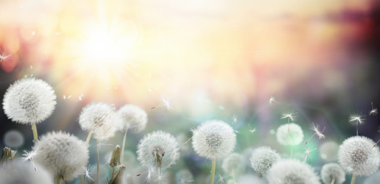 Le pollen des fleurs, une protection puissante pour la santé de la prostate (partie 1/2)
