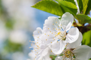 Spring flowers of fruit trees