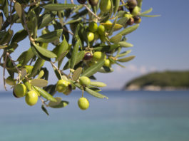 Le magazine « Femmes d’aujourd’hui » parle d’O.P.