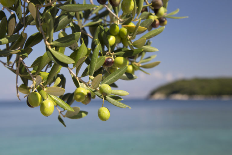 Les autres secrets de l’huile d’olive
