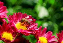 Les extraits de pollens de fleurs au service de la prostate