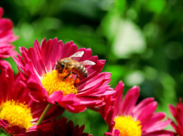Les extraits de pollens de fleurs au service de la prostate