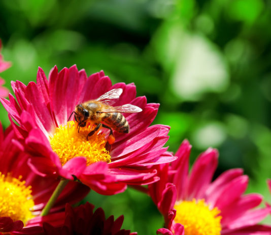 Les extraits de pollens de fleurs au service de la prostate