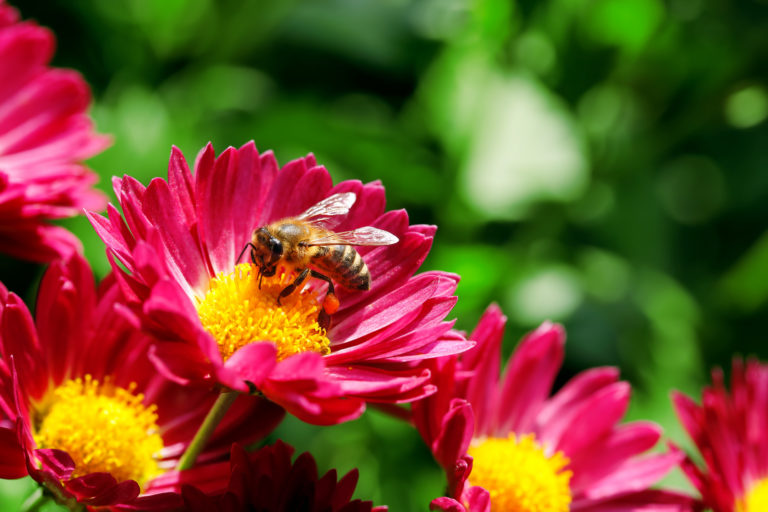 Les extraits de pollens de fleurs au service de la prostate
