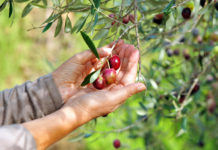 Le plus concentré de l’olive en 1 gélule… OLIVISSIME !