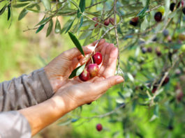 Le plus concentré de l’olive en 1 gélule… OLIVISSIME !