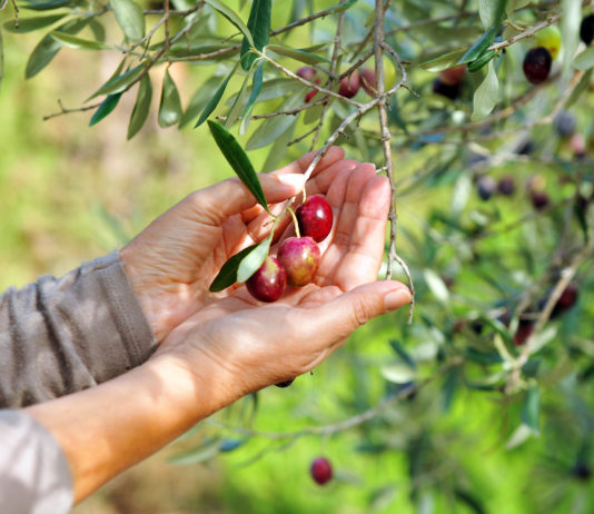 Le plus concentré de l’olive en 1 gélule… OLIVISSIME !