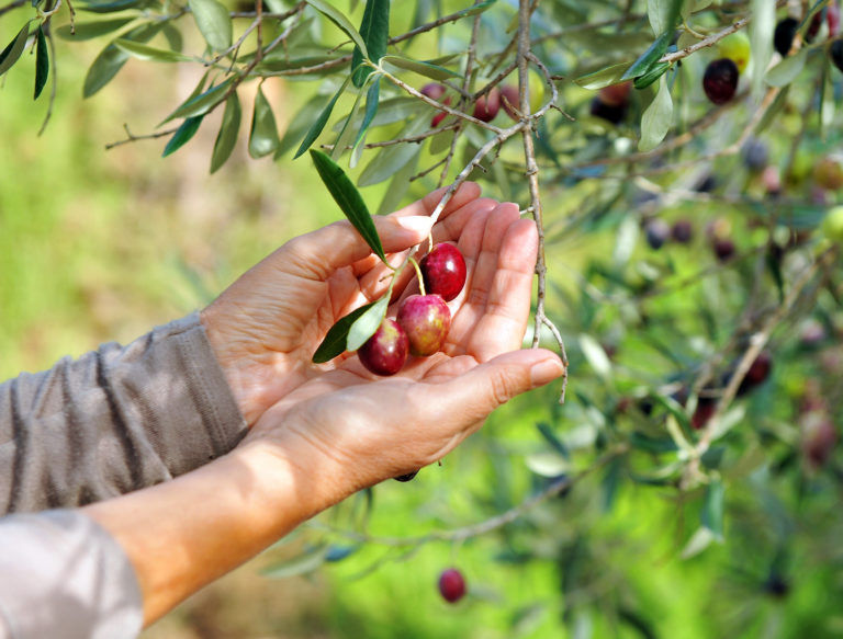 Le plus concentré de l&rsquo;olive en 1 gélule… OLIVISSIME !
