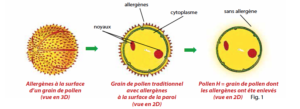 graines-pollens