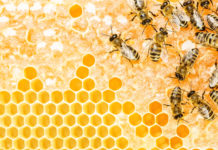 L’apiculture écologique