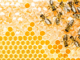 L’apiculture écologique