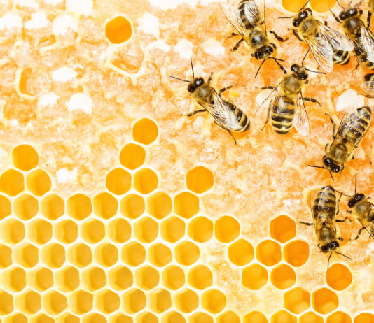 L’apiculture écologique