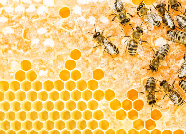 L&rsquo;apiculture écologique
