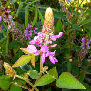 Desmodium plante