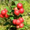 Airelle rouge (Vaccinium vitis idaea)
