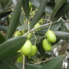 olivier