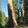 sequoia-gigantea