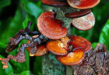 Ganoderma (reishi): le champignon de l’immortalité