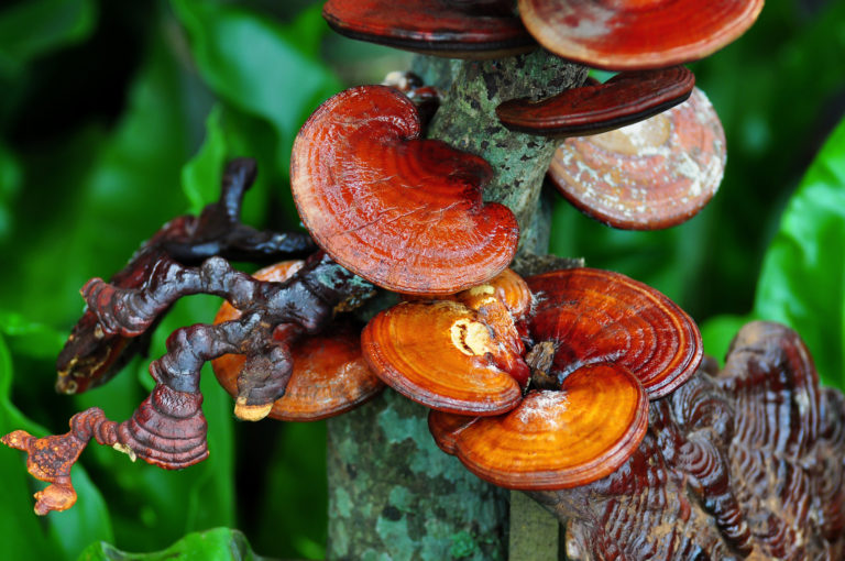 Ganoderma (reishi): le champignon de l’immortalité