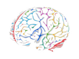 Boostez votre cerveau, à tout âge!