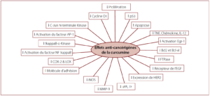 Fig. 3 – Effets anti-cancérigènes de la curcumine (selon Aggarwal et al., 2003)