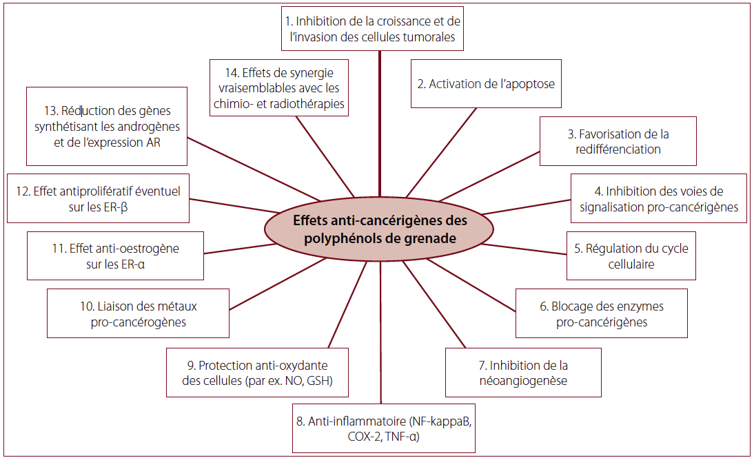 Fig. 1 – Effets anti-cancérigènes des polyphénols de grenade