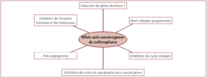 Fig. 4 – Effets anti-cancérigènes du sulforaphane (modifiés selon Zhang et Tang, 2007)