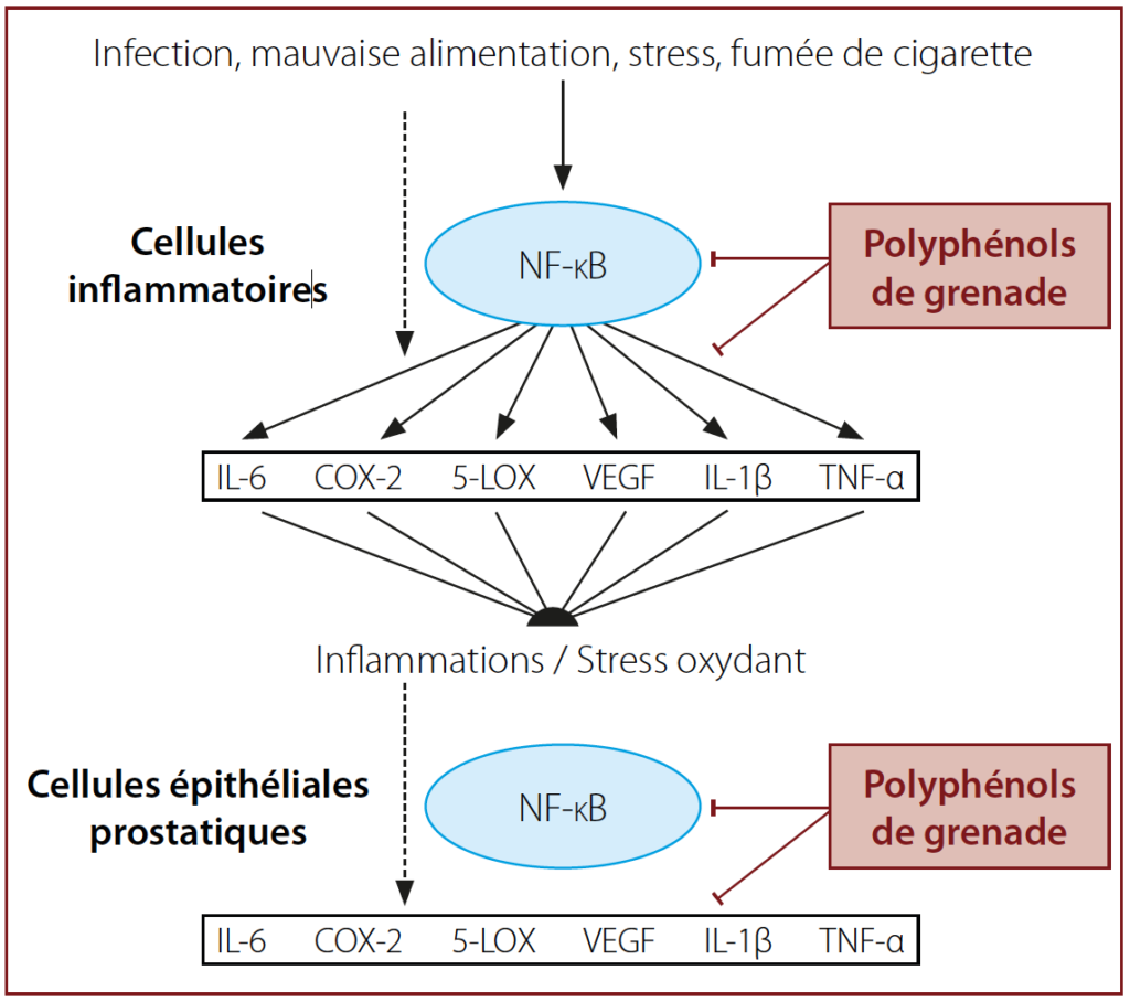 Fig. 2 – Rôle des voies de signalisation inflammatoire dans l’apparition du cancer de la prostate et inhibition par les polyphénols de grenade (selon Heber, 2011)
