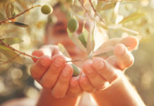 L’huile d’olive et ses effets contre le vieillissement