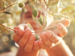 L’huile d’olive et ses effets contre le vieillissement