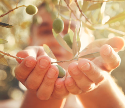 L’huile d’olive et ses effets contre le vieillissement