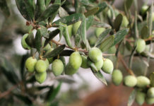 L’huile d’olive : nature, agriculture, artisanat commerce et culture (partie 2)