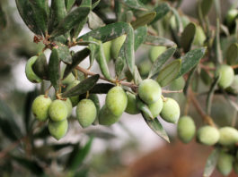 L’huile d’olive : nature, agriculture, artisanat commerce et culture (partie 2)