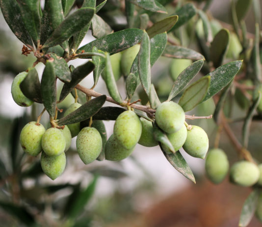 L’huile d’olive : nature, agriculture, artisanat commerce et culture (partie 2)