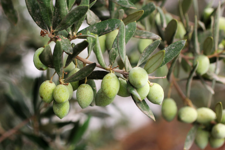 L’huile d’olive : nature, agriculture, artisanat commerce et culture (partie 2)