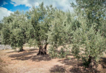 L’olivier : le trait d’union de la Méditerranée (partie 1)